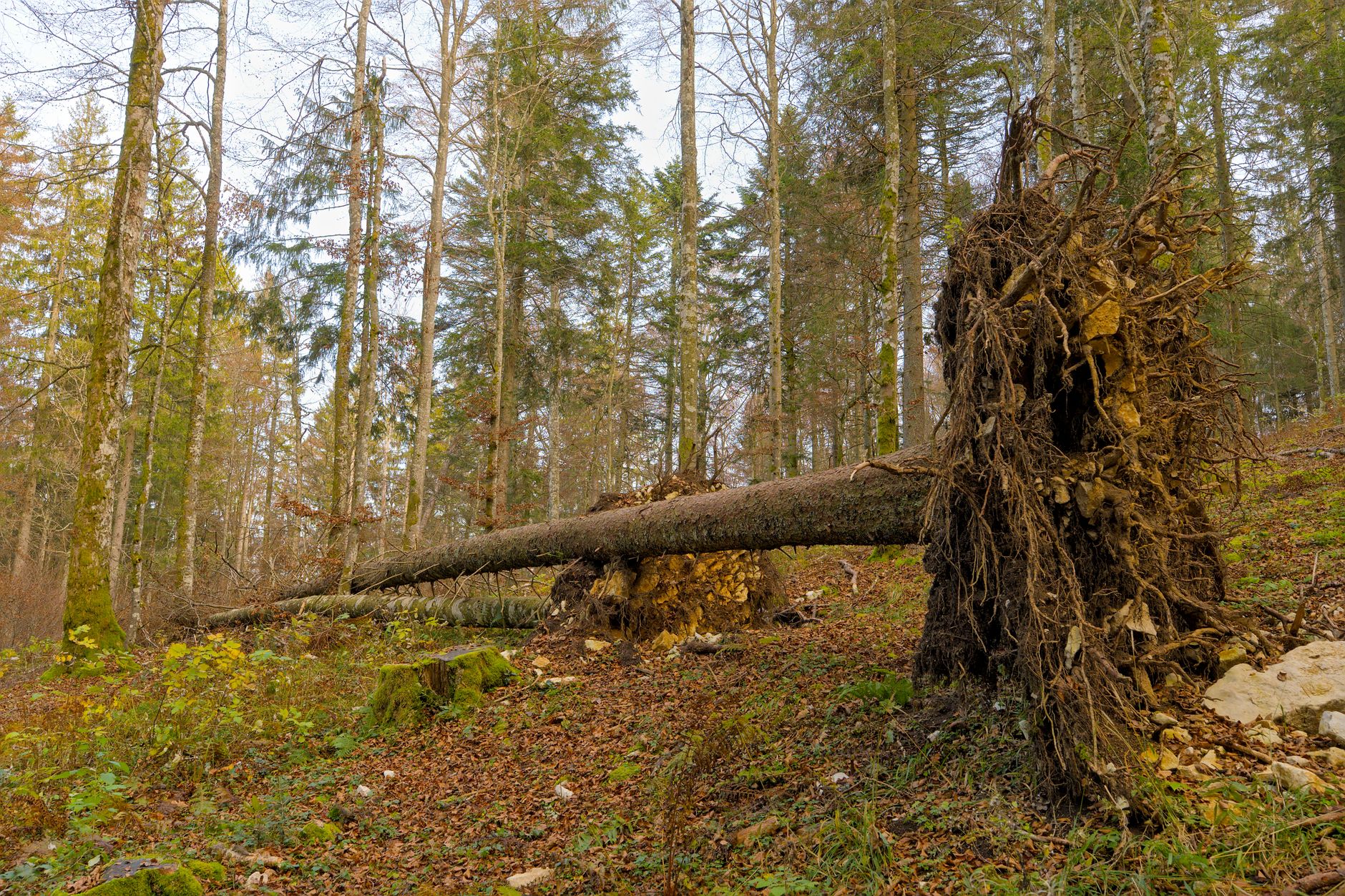 Enlèvement arbre urgence à Chaumont